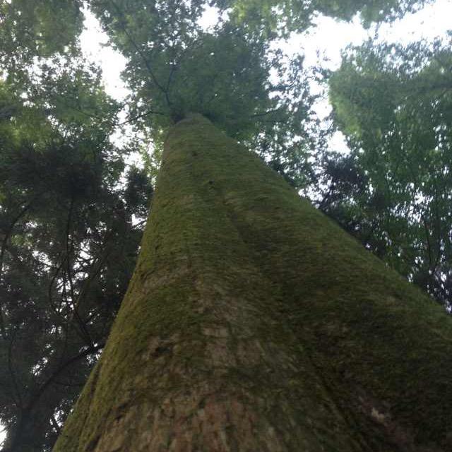 林峰