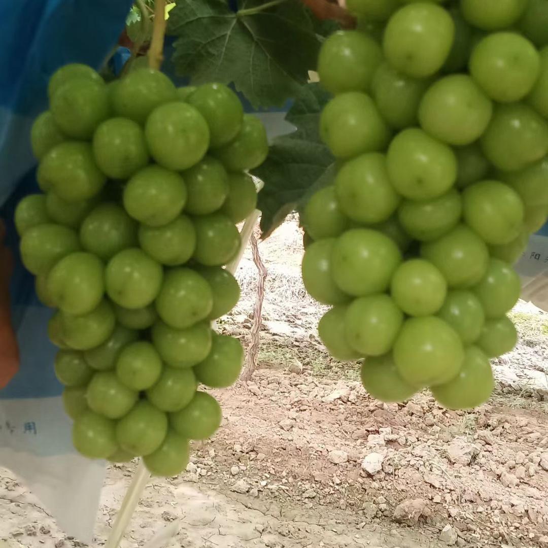 玉民瓜果行-吝栋