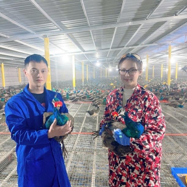 诚信上枝头养殖