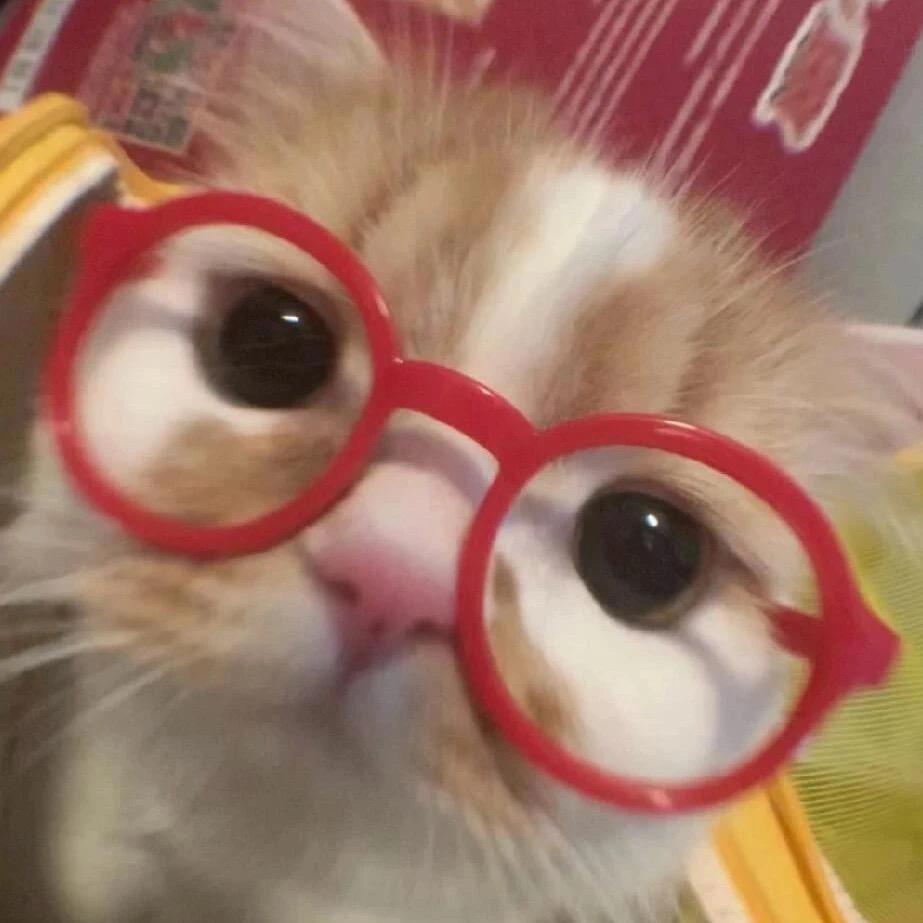 是猪猪宝