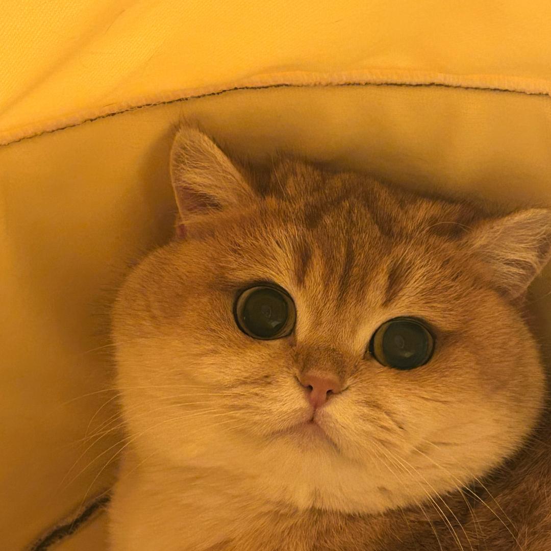 金酒酒