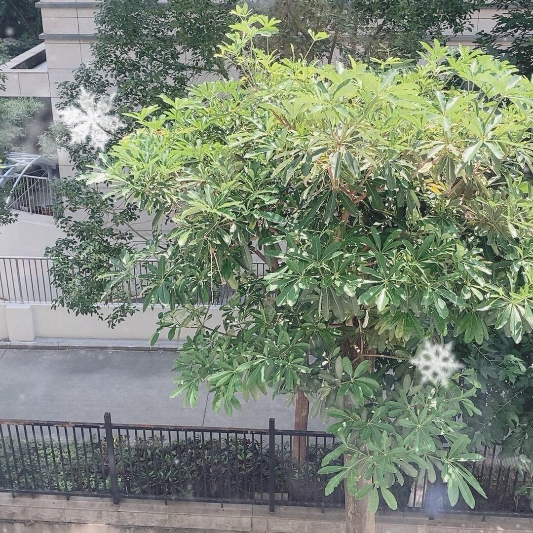 澄云淡百货桃