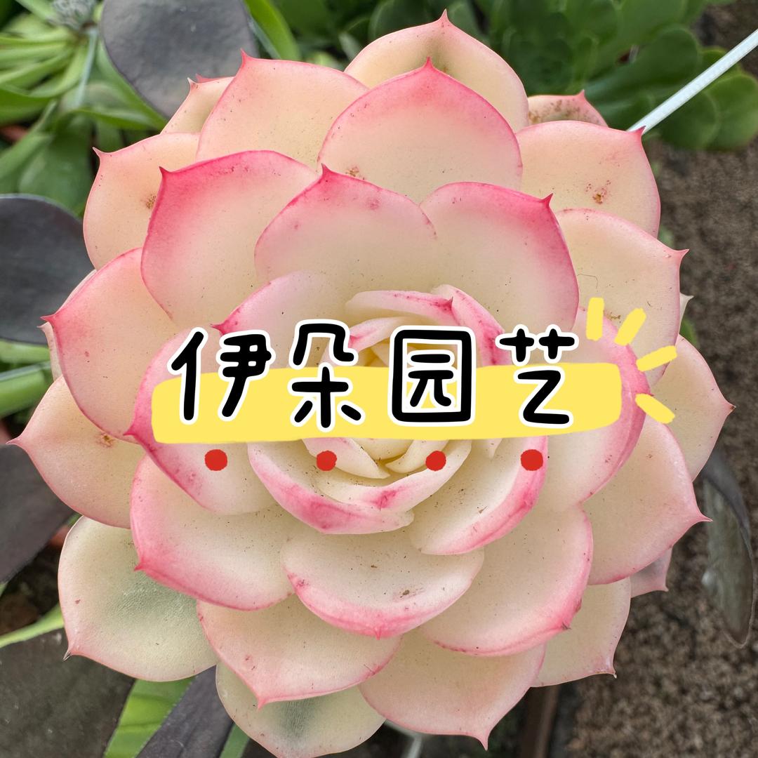 伊朵园艺（免费寄养不包生死状态）