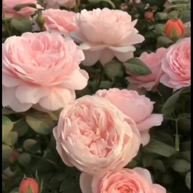 恋.恋