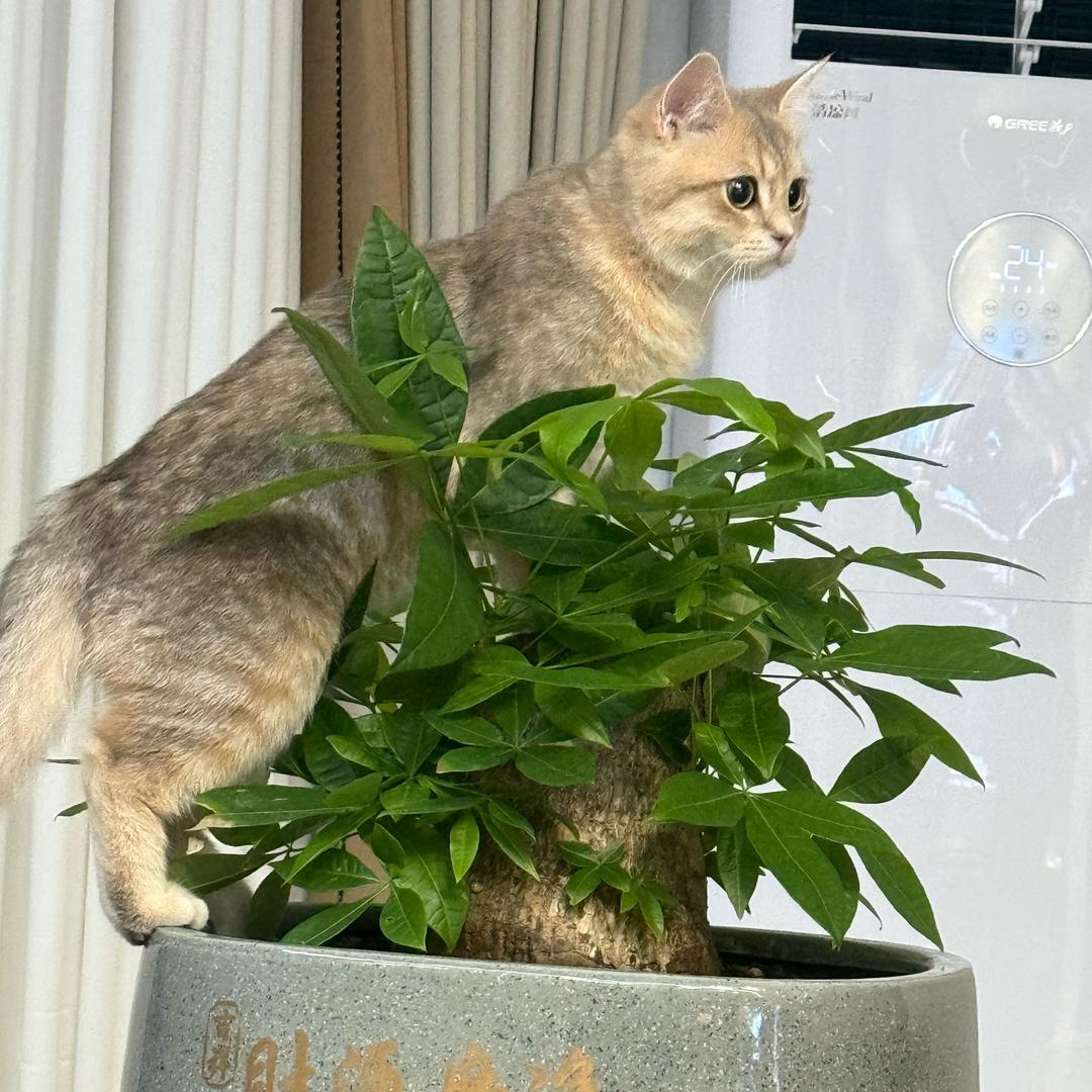 黄可以