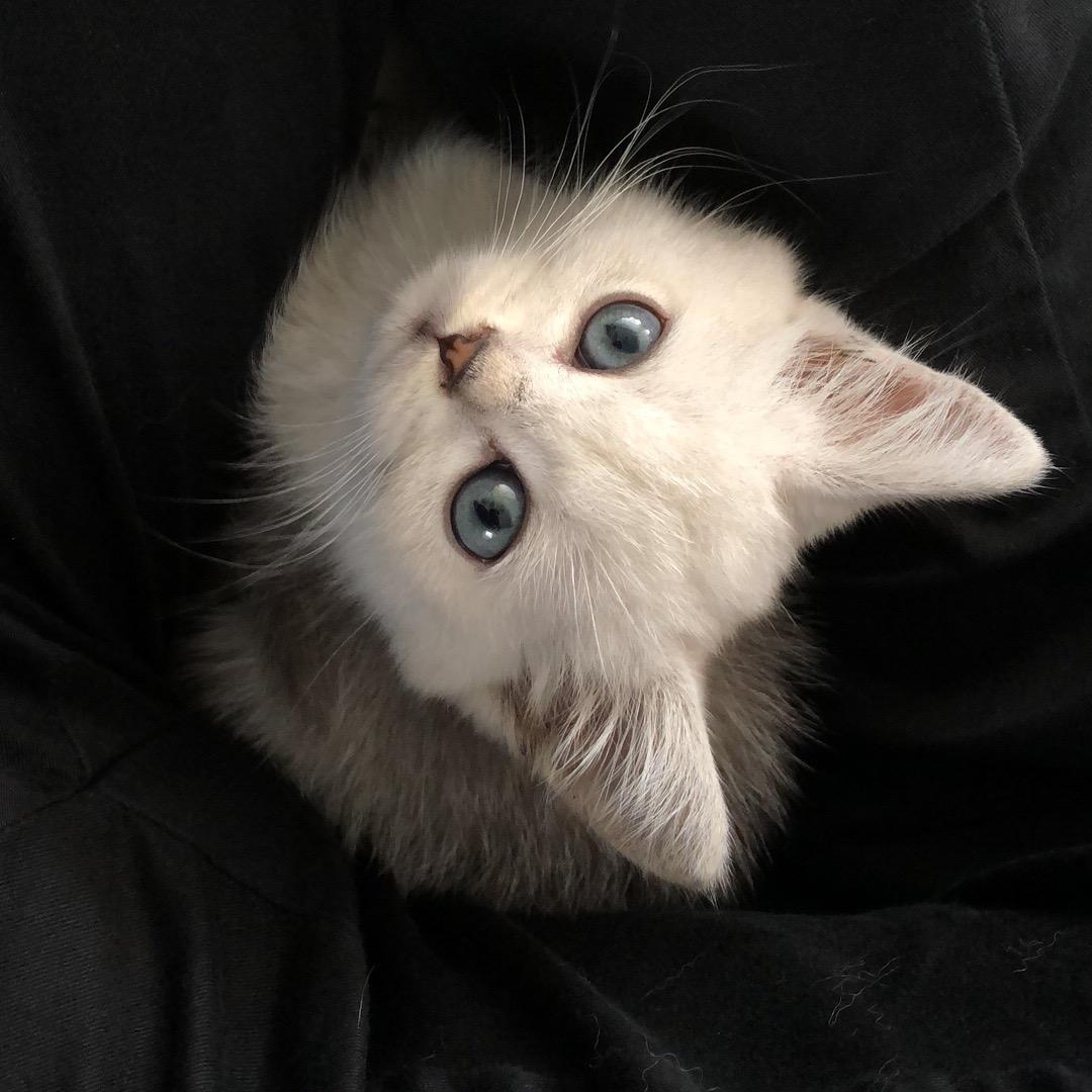 毛豆是只猫
