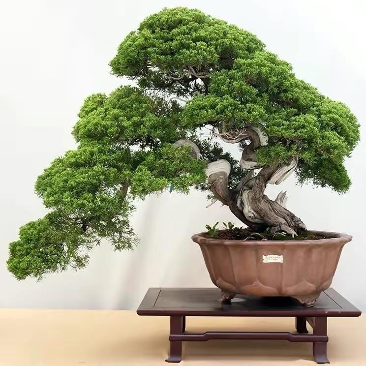 艺秋