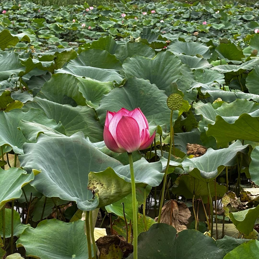 洪湖乡村特产店