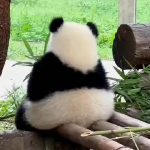 小胖瘦了