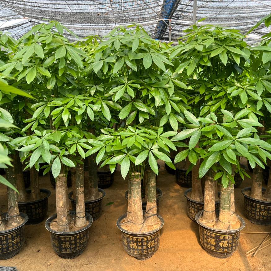 芊言盆栽种植基地