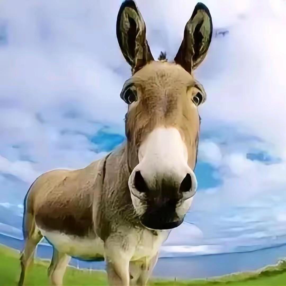 村长的老驴