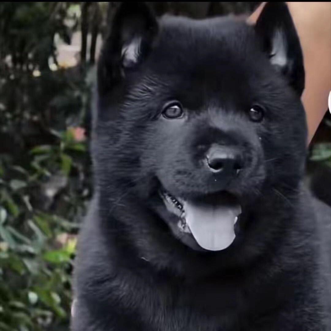 方姐淘中华田园犬