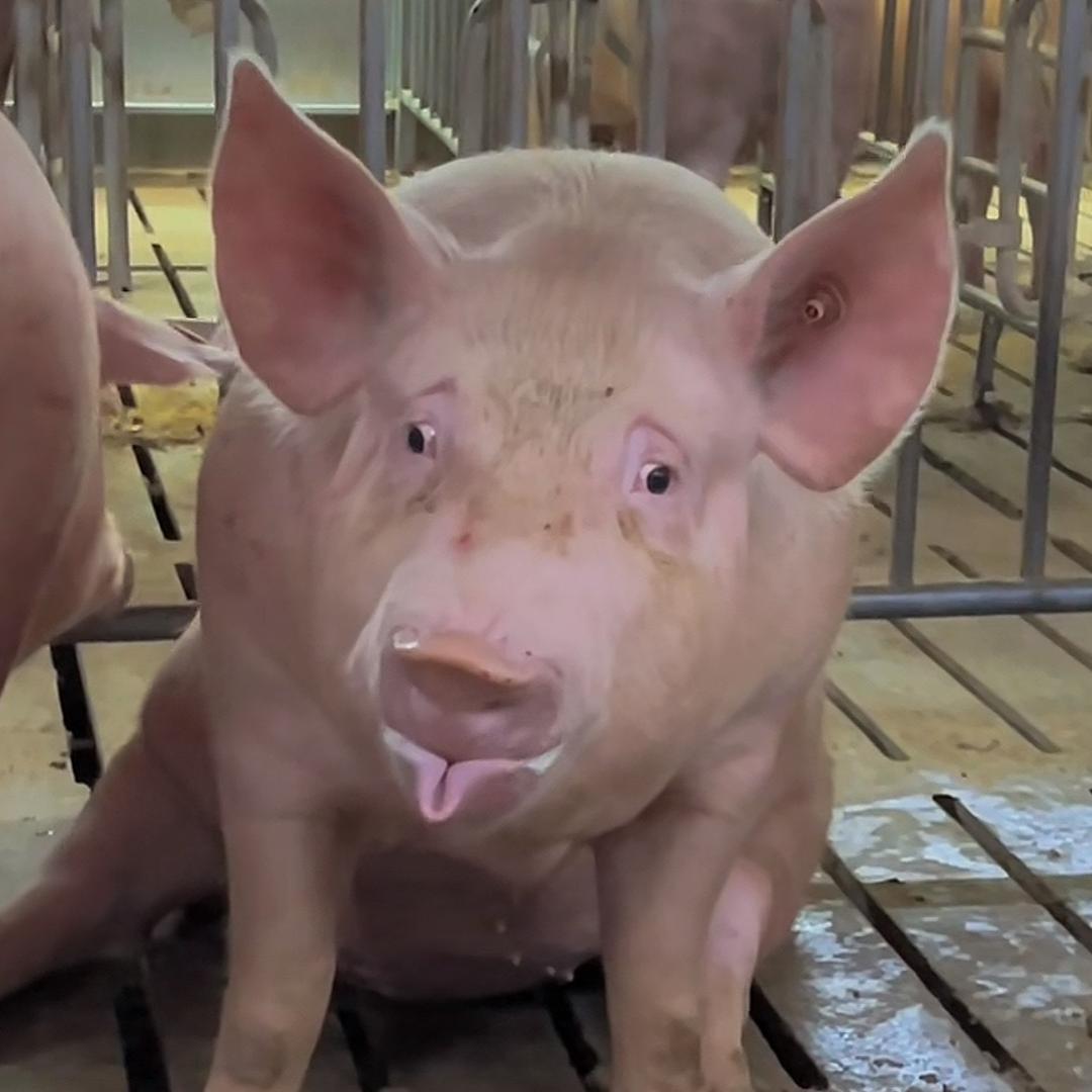 国色天香猪刚鬣