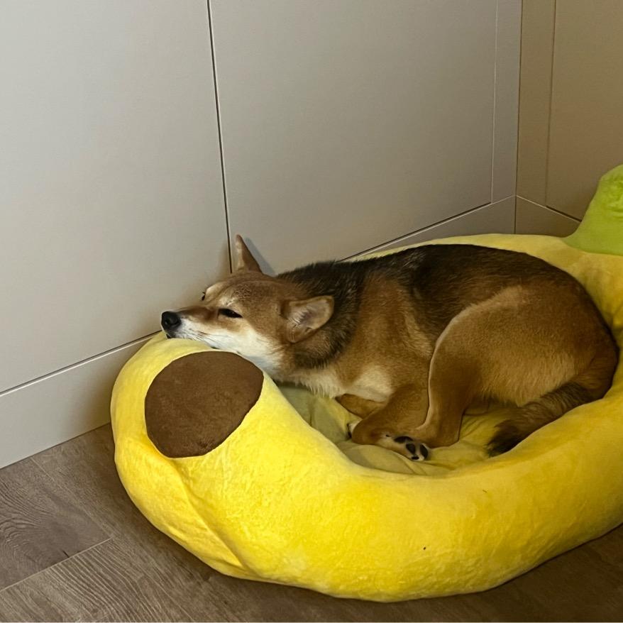 鱼鱼子姐姐