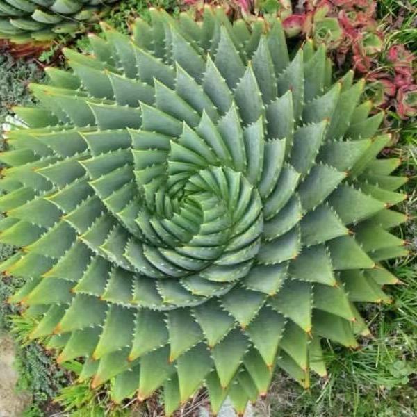 余先森多肉植物园