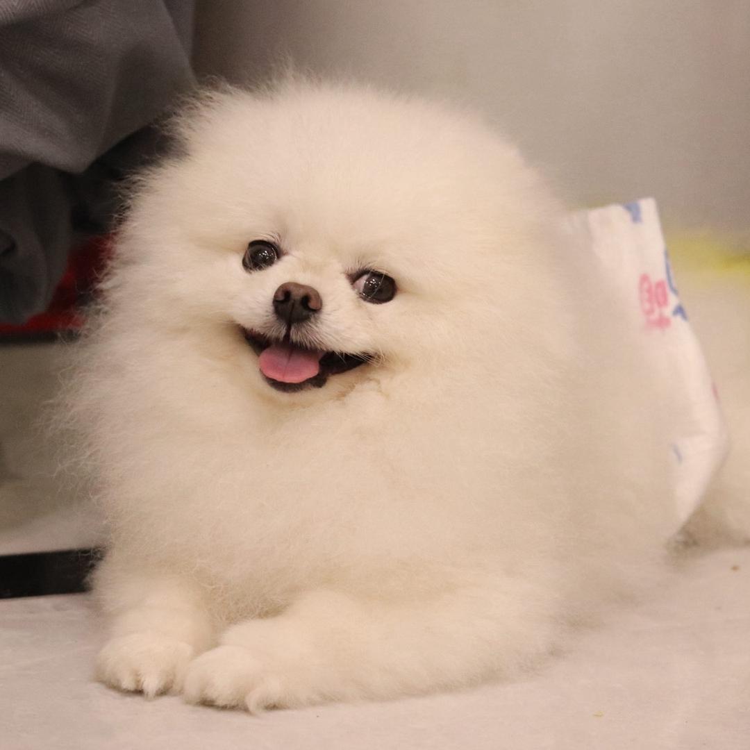 博美铁蛋
