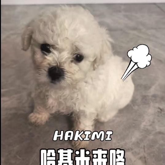 多米小公主是只泰迪熊🧸