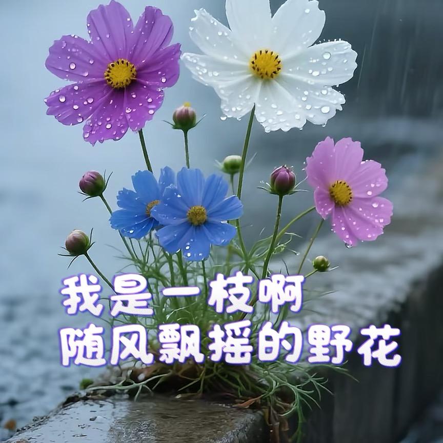 小野花🎤（首播）🌼