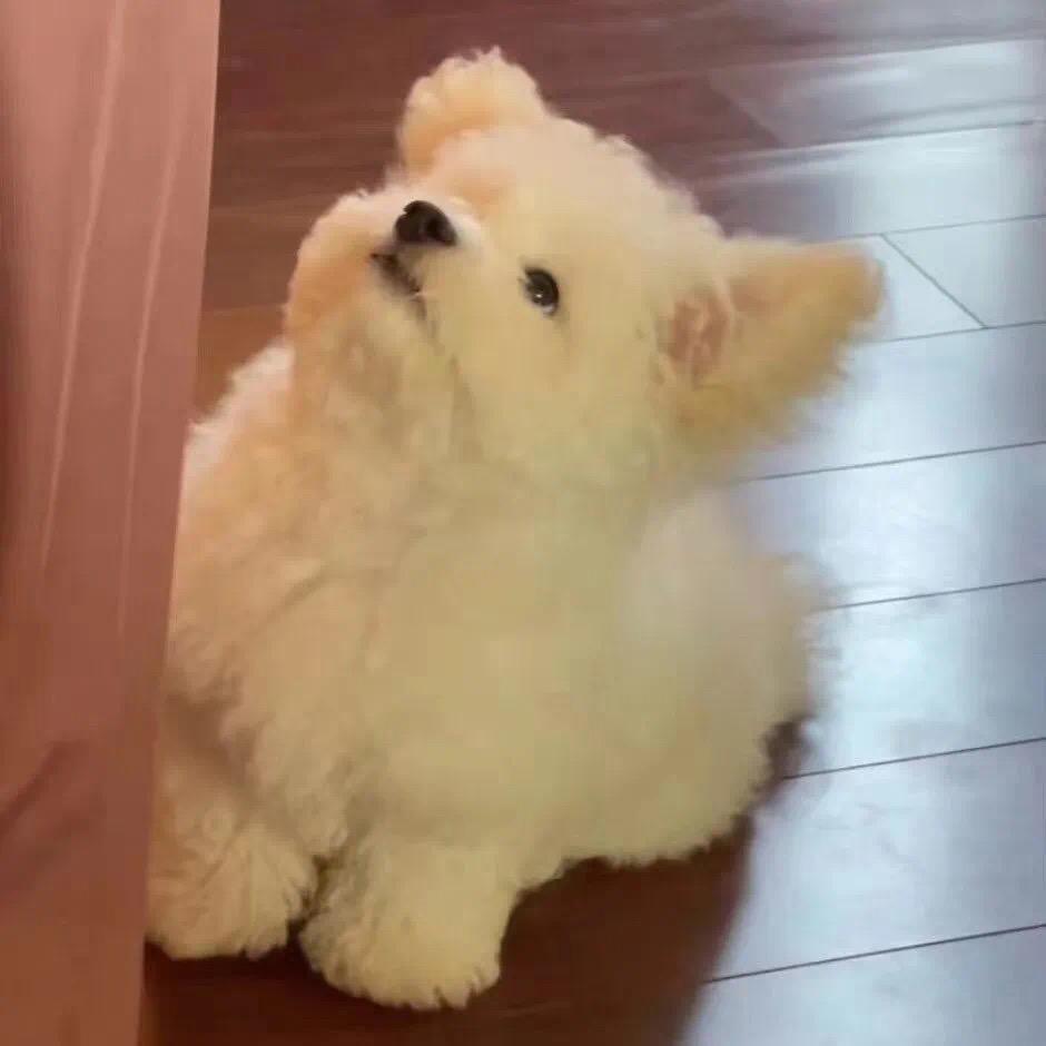 晚安小羊-