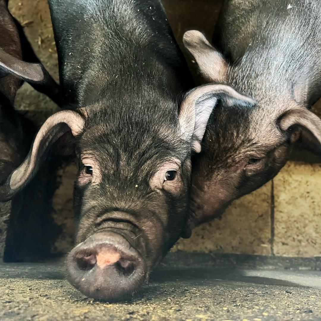 贵州云上黔农黑毛猪