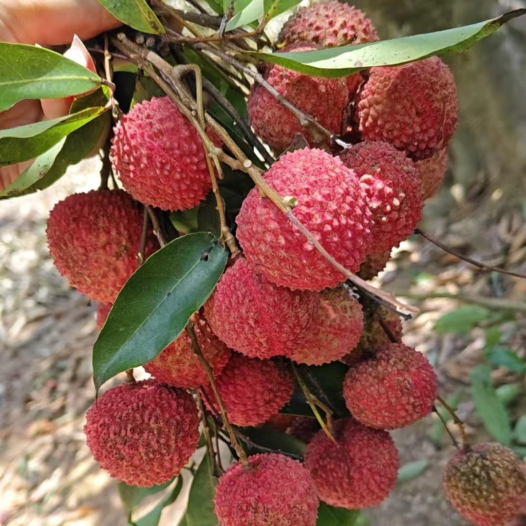 淳君