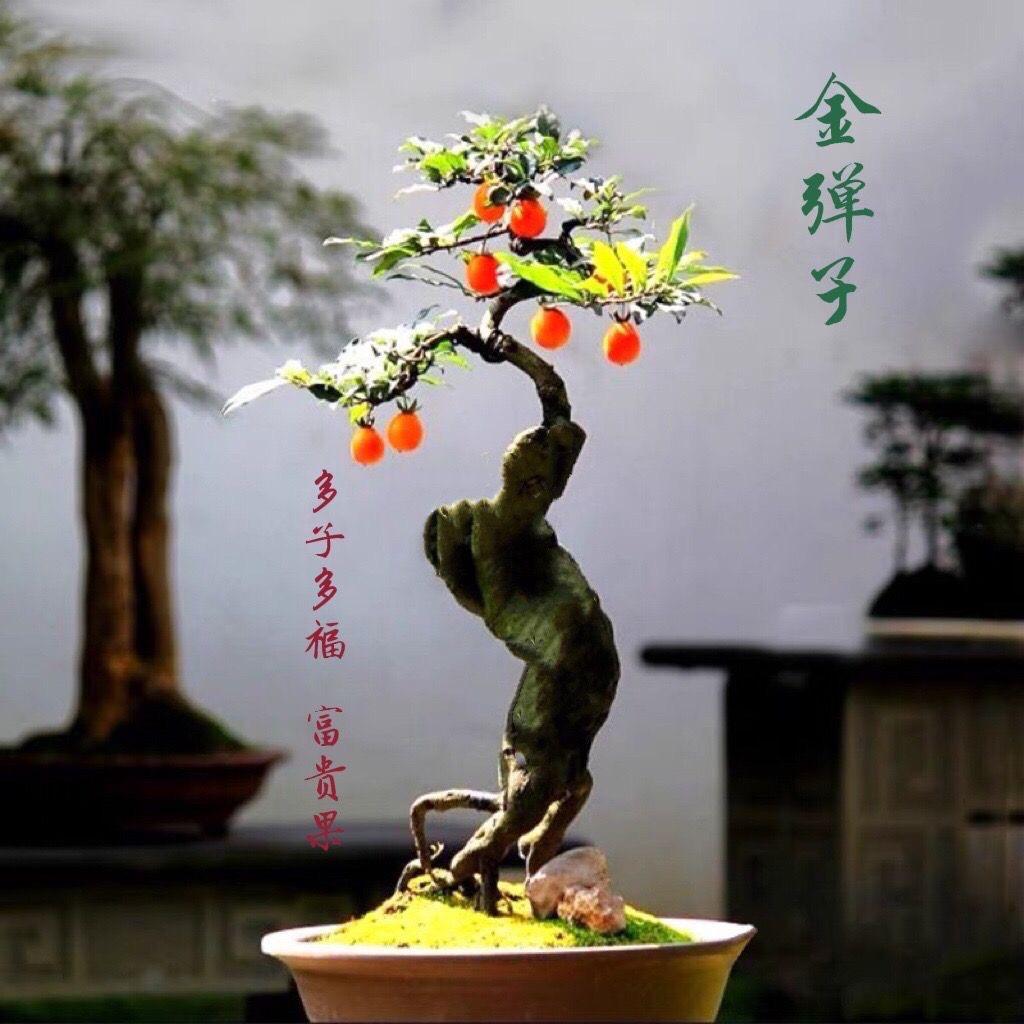 亿佳园艺