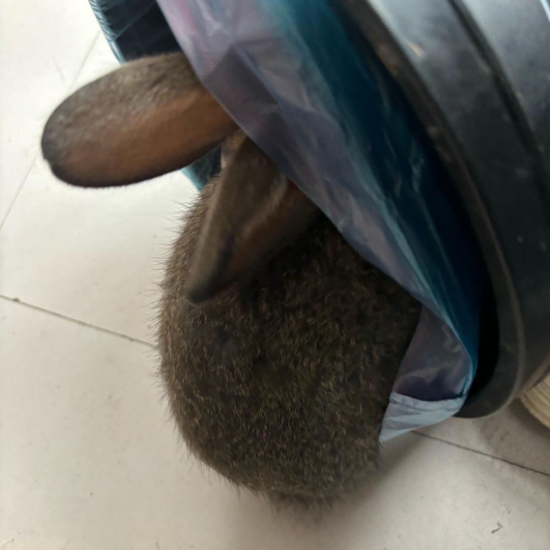 奶糖和小侠