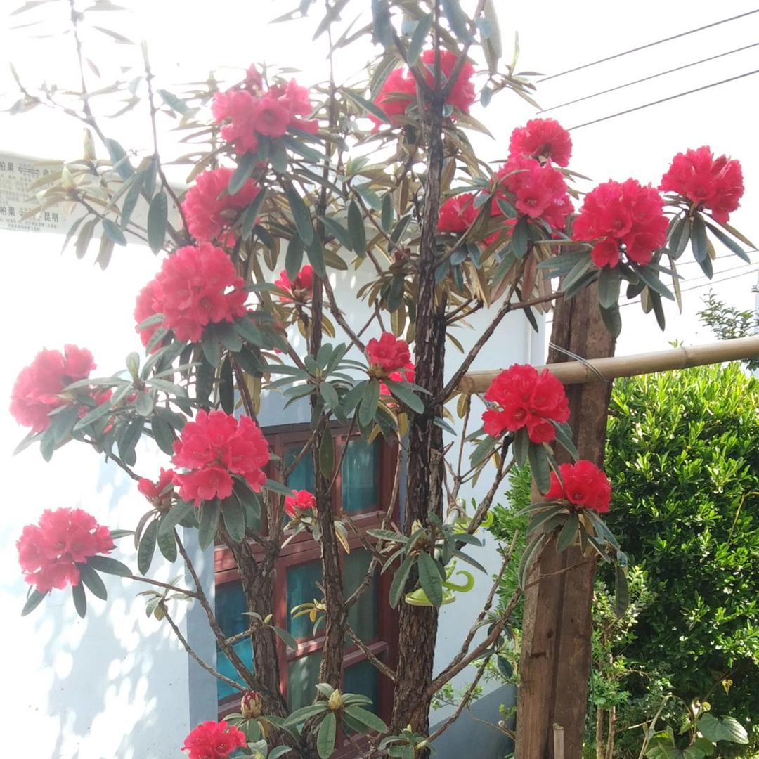 盘州巽之道马缨杜鹃