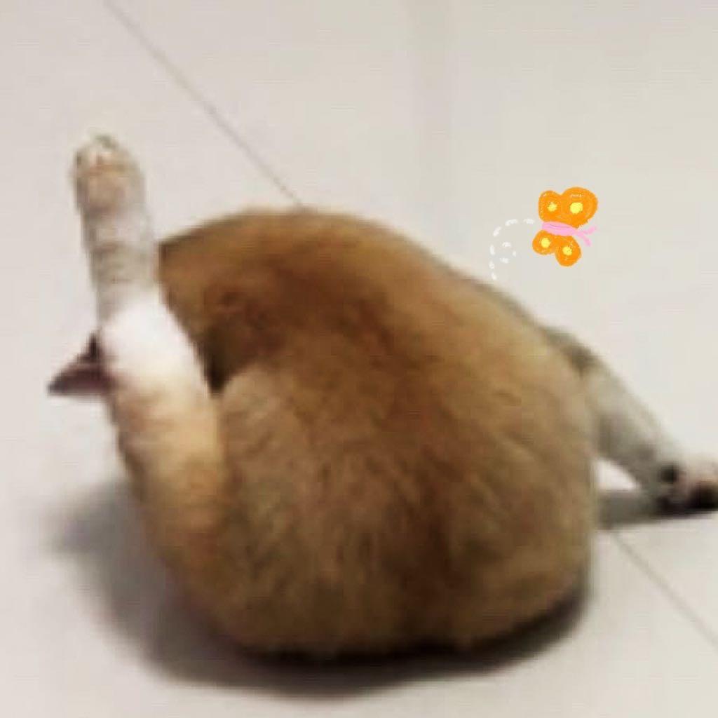 玉米栗子酱🌰
