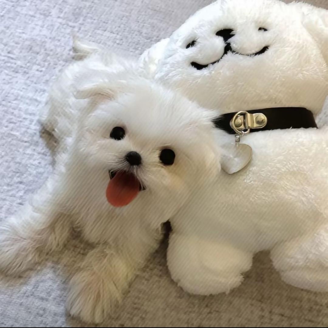只冬至