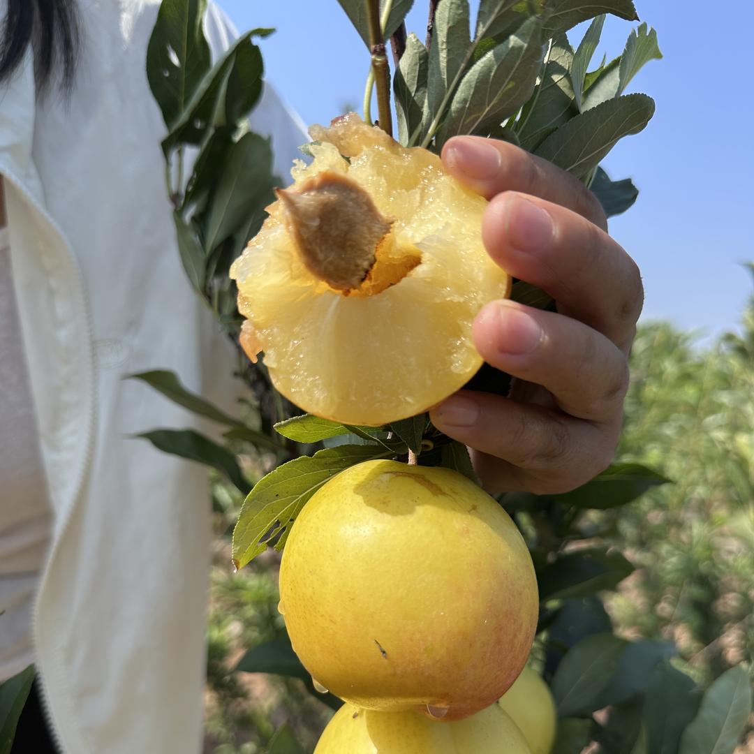 元花梦菖耀果树苗木专卖店