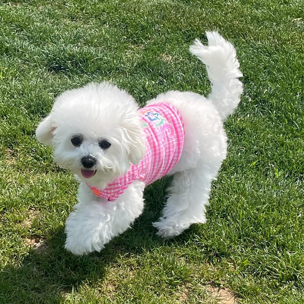 家有汪汪🐶