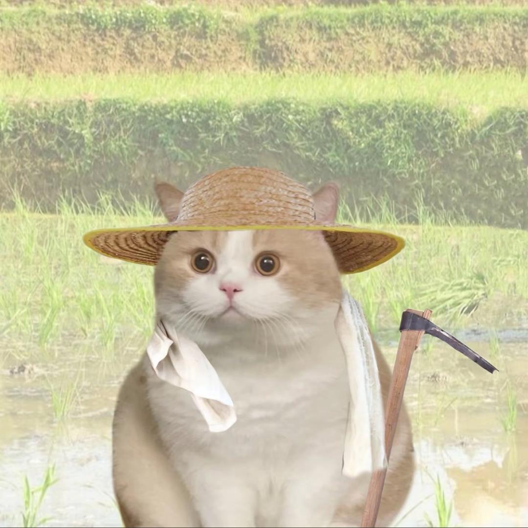 炭猫meme日记