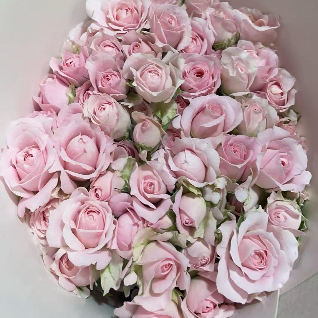 妃梵花卉21937    191354