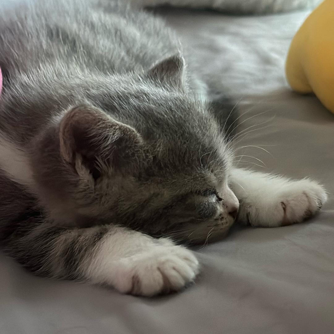 椰子.🥥