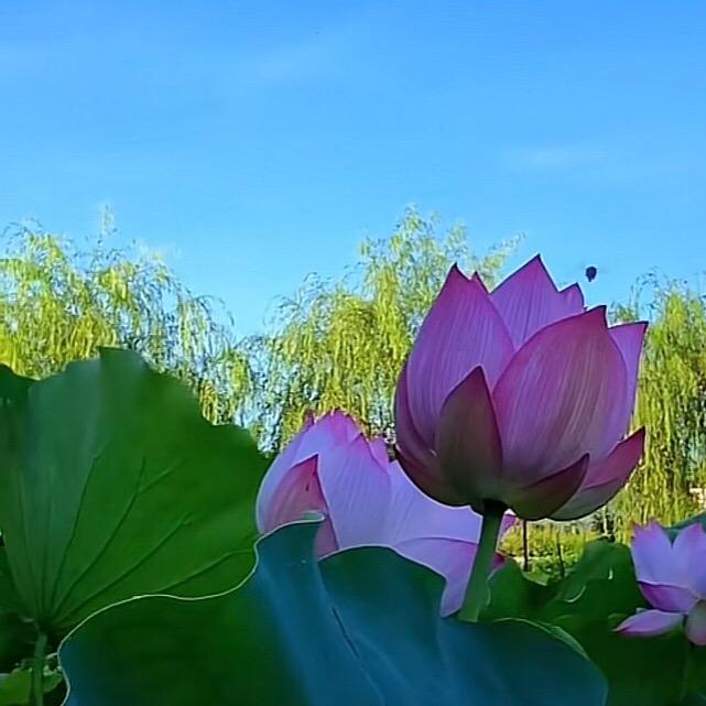 古方文化