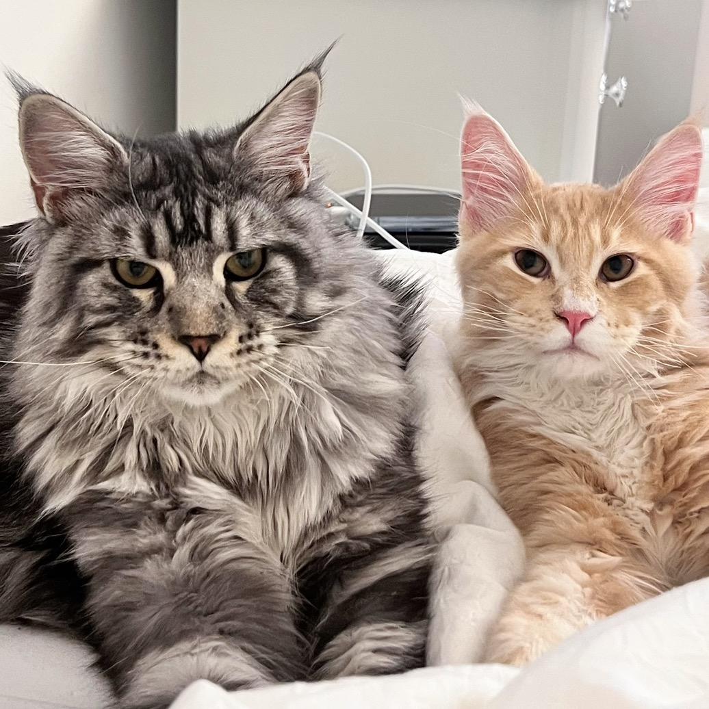 米小猫猫猫