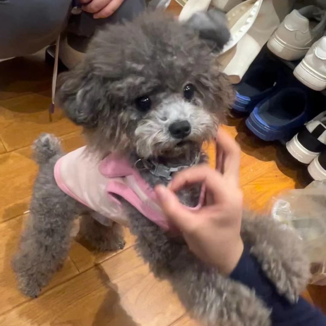 宝拉daddy.