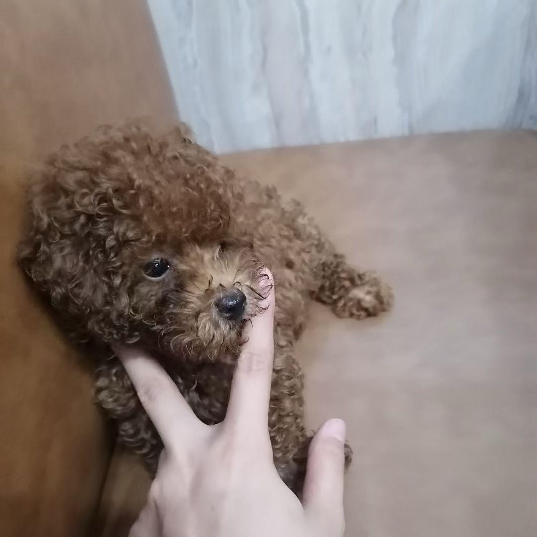 A一妮