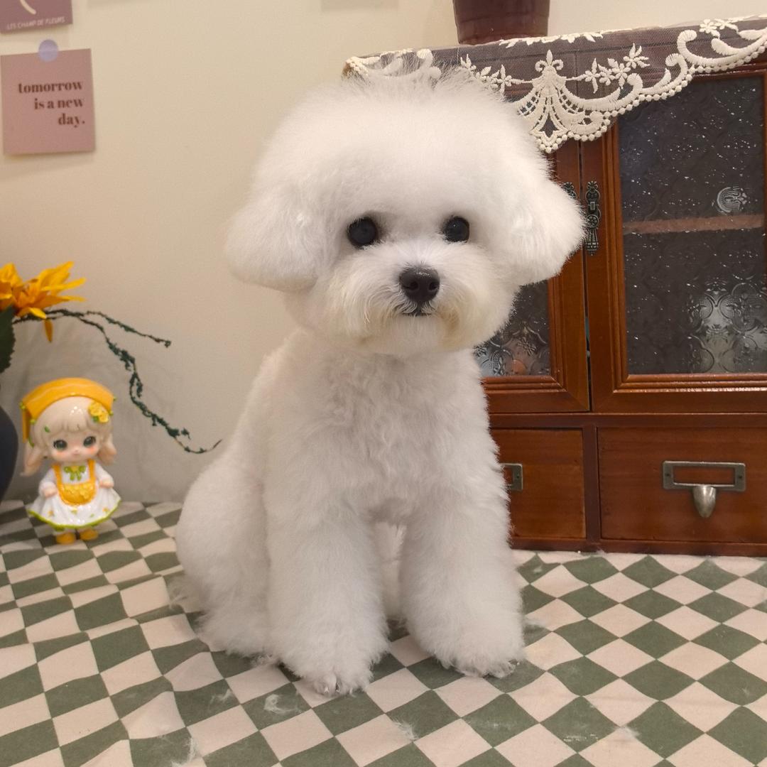 汤圆是只小小比熊