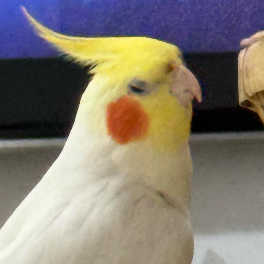 椎名由也