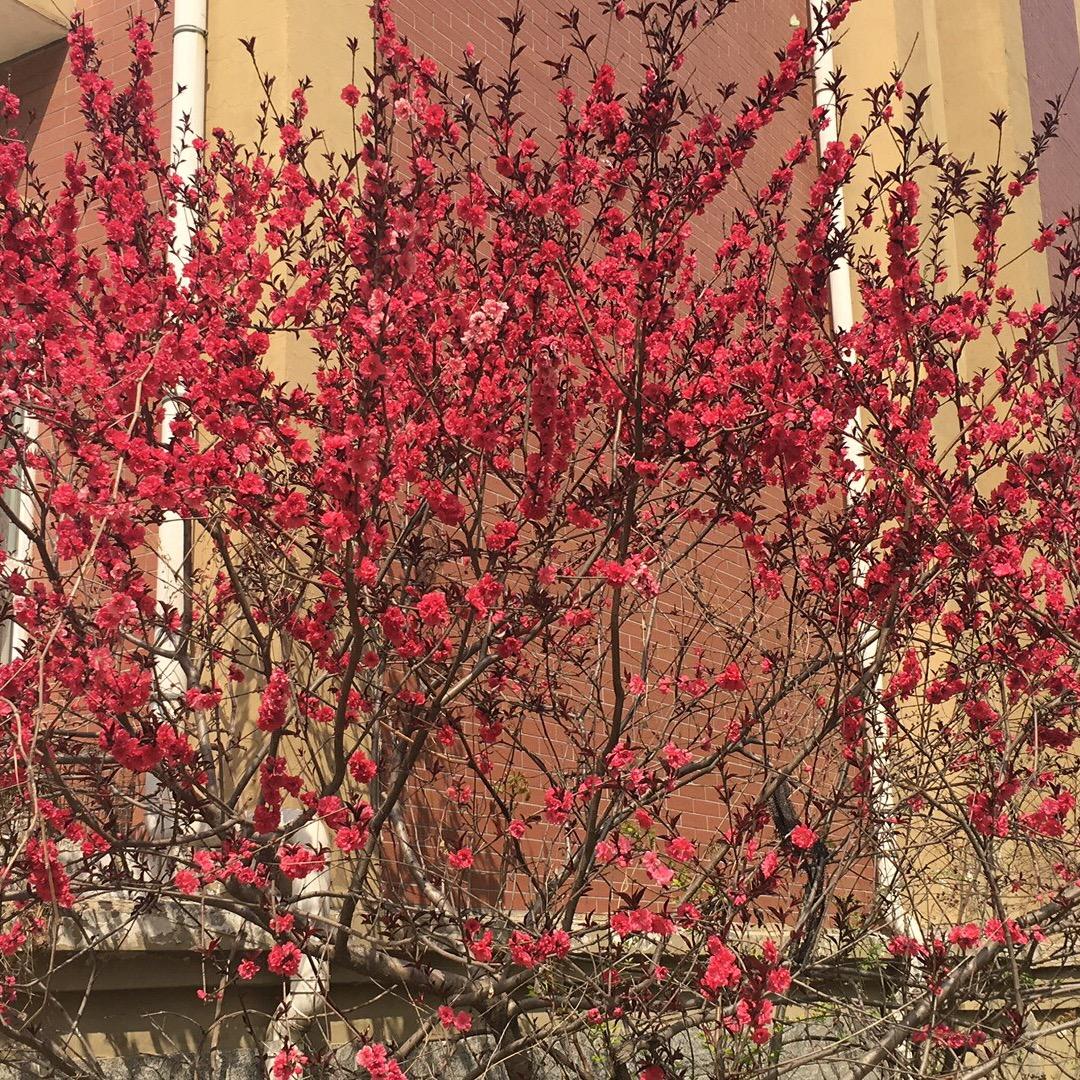 小美琳和美洋洋