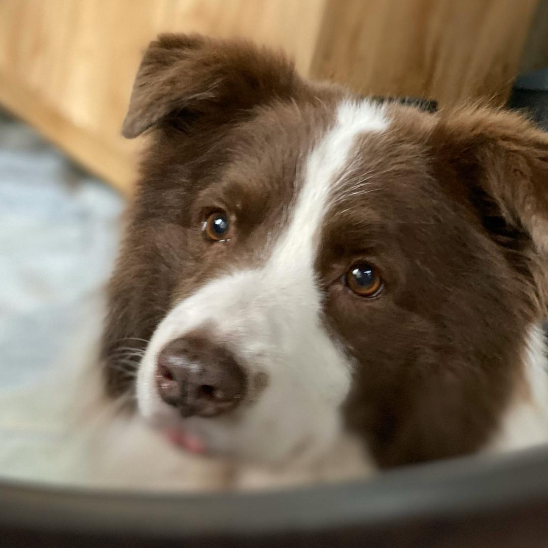 辛巴的小利可乐酱