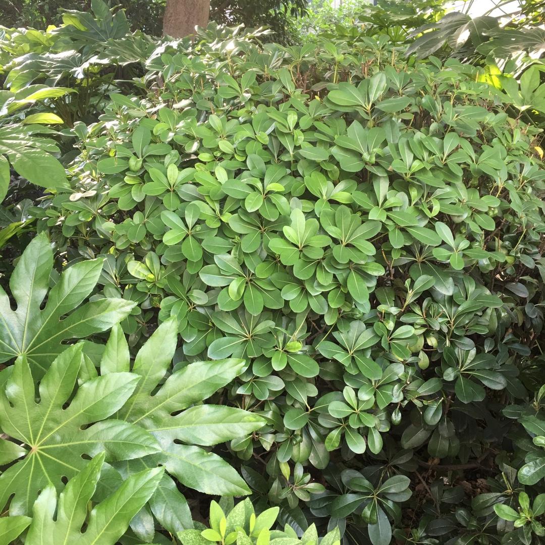 小丁说剧