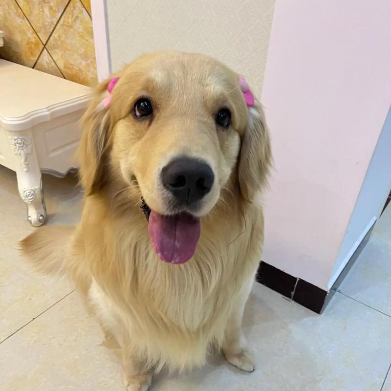 胖毛挑狗