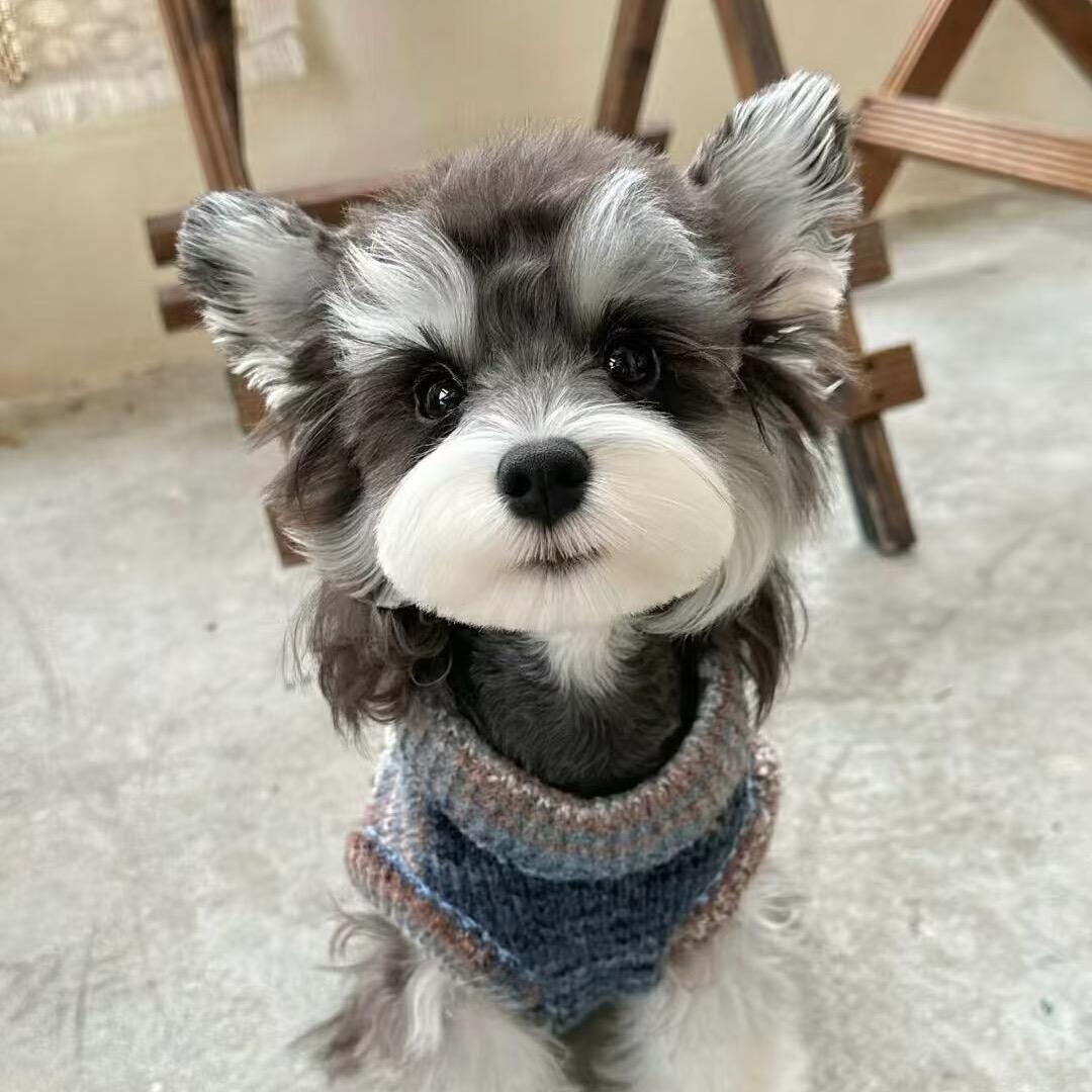 溪哥家的雪纳瑞（直播号）