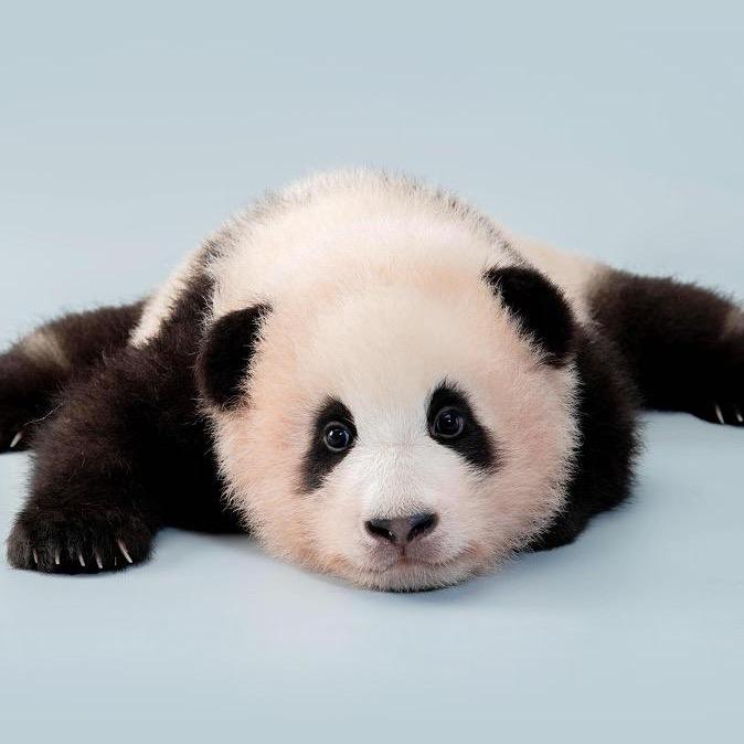 tsz头像