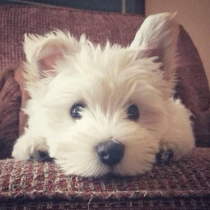 在河北的河北人