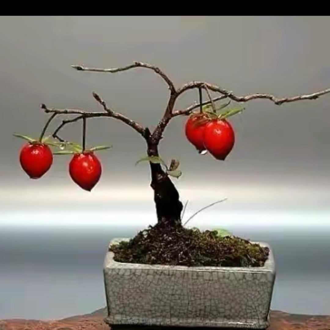 豆叔绿植小号