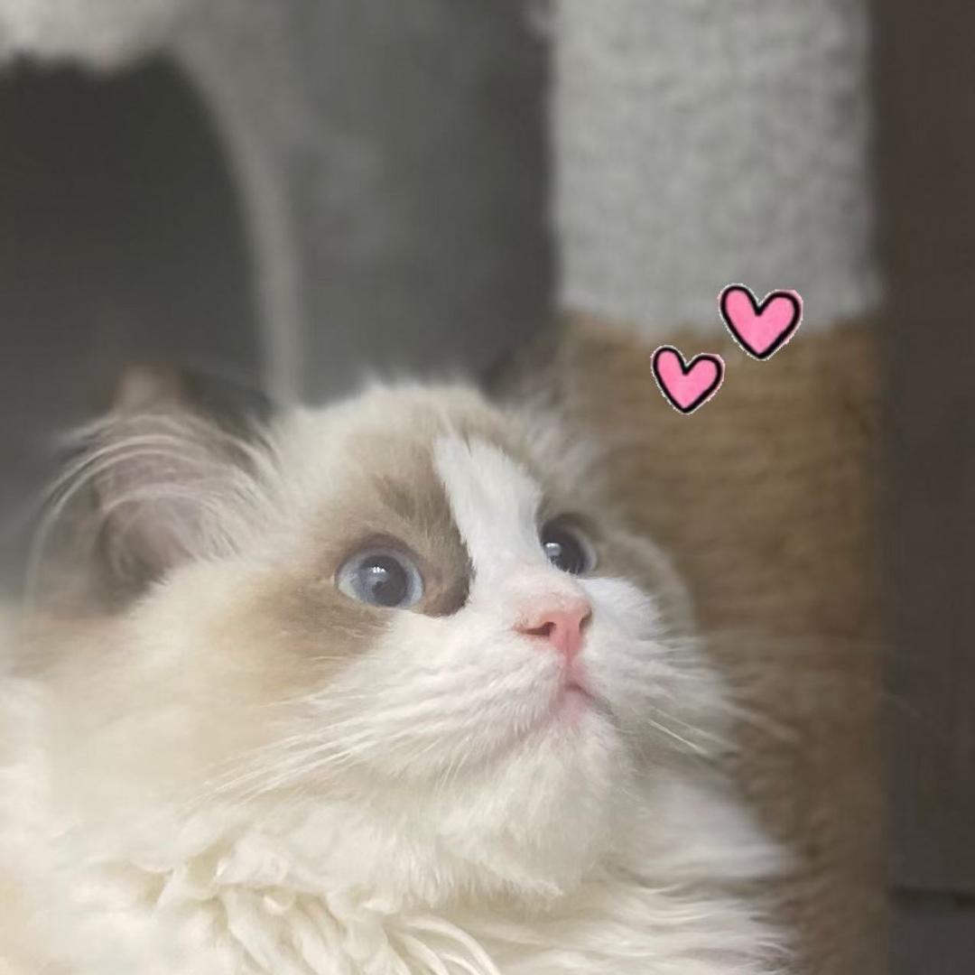 喵🍓